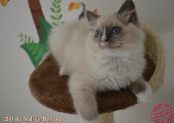 chaton femelle blue point-mitted - portée Flore - Chatterie Ragdolls du Val de Beauvoir